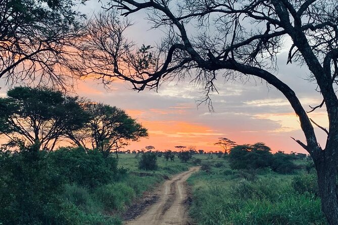 04 Days Tarangire, Serengeti and Ngorongoro crater group (Camping - Day 3: A scenic transfer toward the crater rim