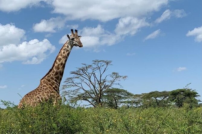 04 Days Tarangire, Serengeti and Ngorongoro crater group (Camping - Day 2: The road to Serengeti is part of the show