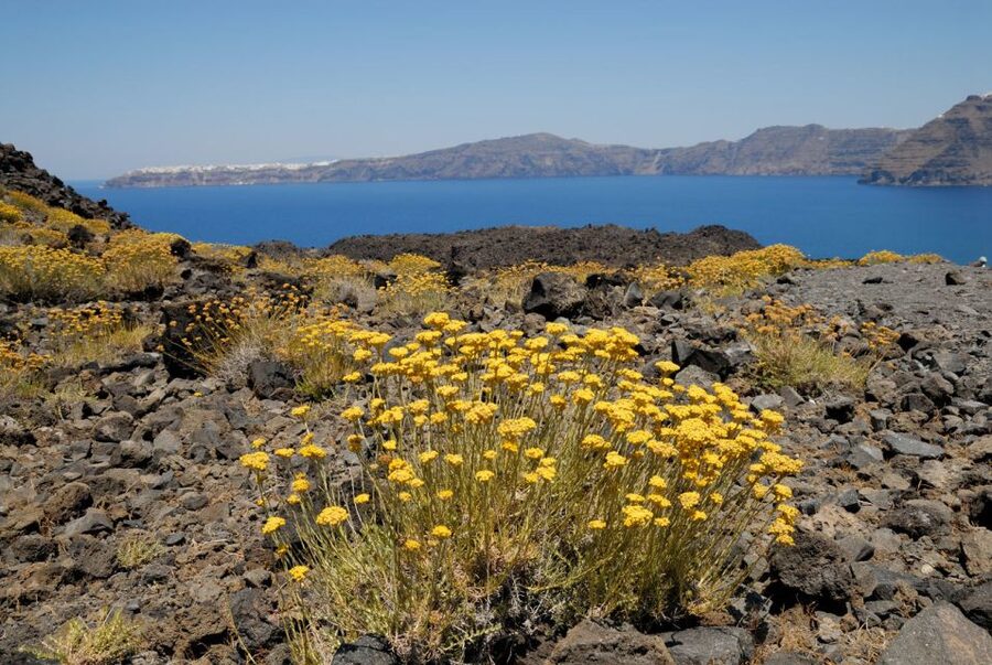1-Day Boat Trip: Santorini Volcano, Thirassia & Oia Sunset - What the $67 price really covers