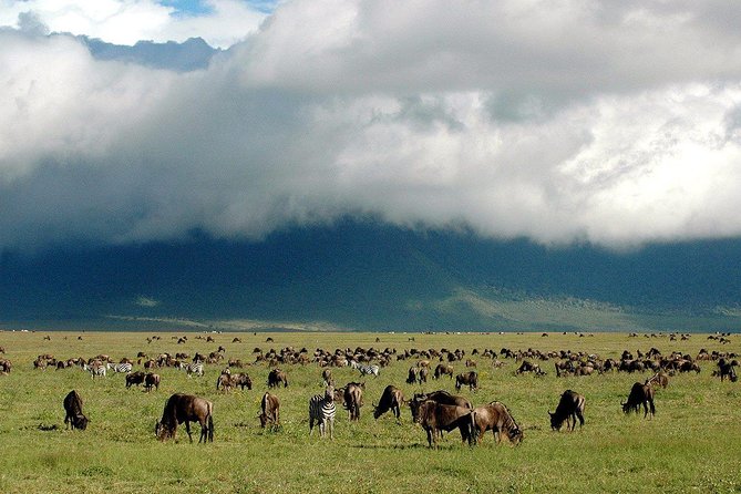 1 Day Joined Group Safari in Ngorongoro Crater National Park - Maasai bomas and the cultural side of the day