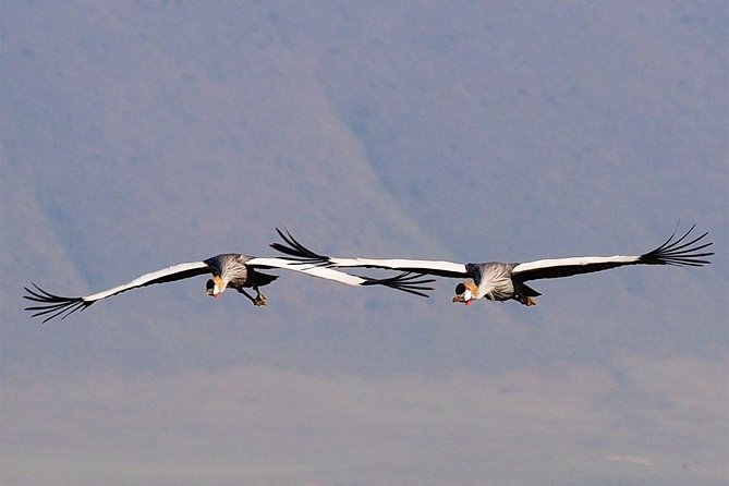 1 Day Joined Group Safari in Ngorongoro Crater National Park - Leaving the crater at 3 p.m.