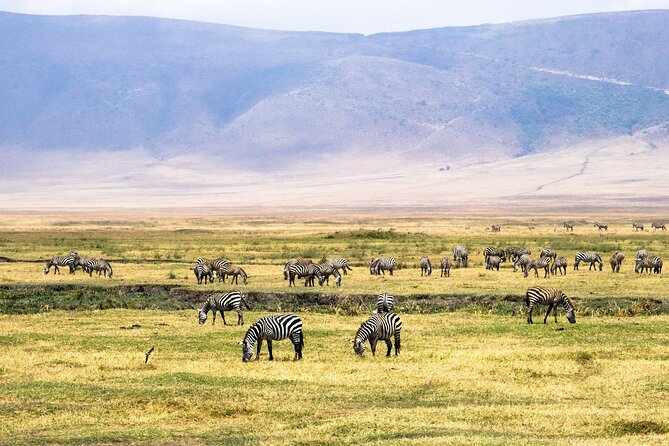 1 Day Ngorongoro Crater Group Jioning Safari - Picnic lunch at Ngoitokok Swamp
