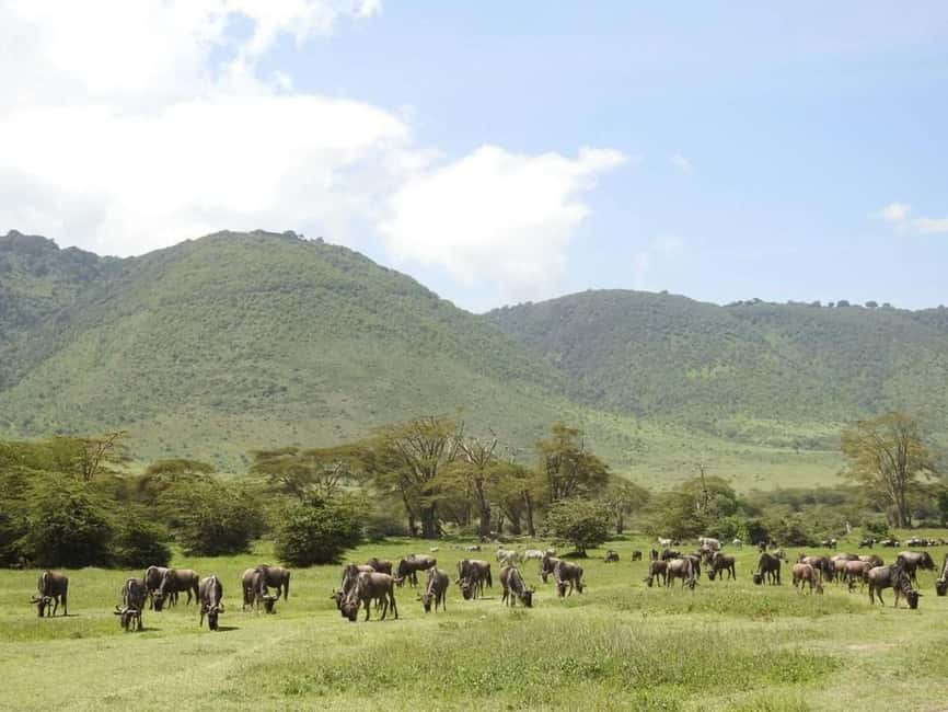 1-Day Ngorongoro Crater Special Big 5- Joining Group Safari - Key points to know before booking