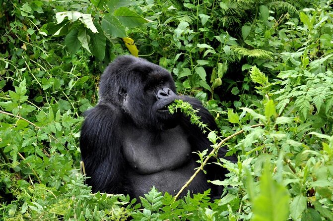1 Day Rwanda Gorilla Trekking Tour In The Volcanoes National Park - A pre-dawn road to the Volcanoes