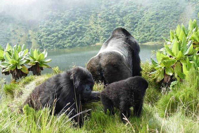 1 Day Rwanda Gorilla Trekking Tour In The Volcanoes National Park - Kinigi briefing at 7:30 am