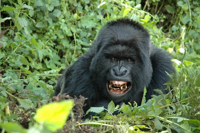 1 Day Rwanda Gorilla Trekking Tour In The Volcanoes National Park - Physical demands and useful planning