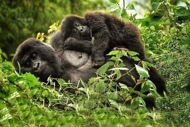 1 Day Rwanda Gorilla Trekking Tour In The Volcanoes National Park - The gorilla encounter lasts one hour