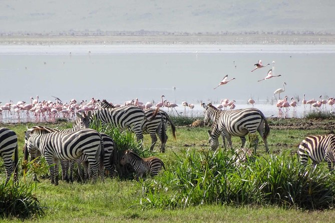 1-Day Tour to Ngorongoro Crater - Six hours inside the crater