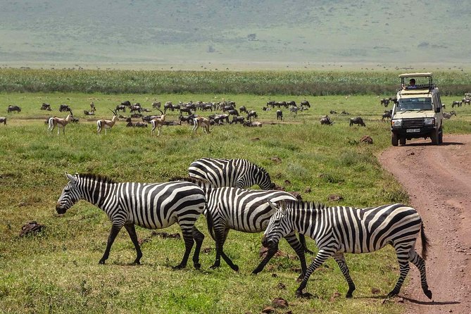 1-Day Tour to Ngorongoro Crater - A picnic lunch without extra planning