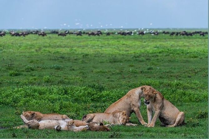 10 Day Serengeti, Ngorongoro Crater and Zanzibar Private Tour - From Arusha to the endless plains