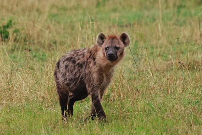 10 Day Serengeti, Ngorongoro Crater and Zanzibar Private Tour - Two ways to spend your second Serengeti day