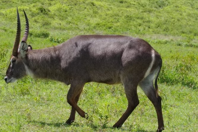 2 Day Safari Tarangire and Ngorongoro Crater - What Tarangire offers beyond elephants