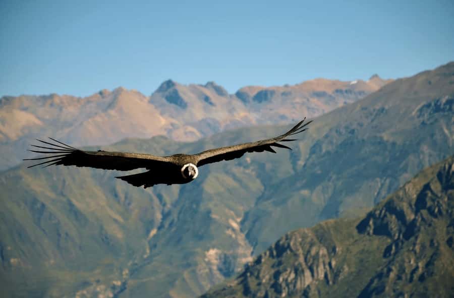 2-Day Tour Colca Canyon in Arequipa with end in Puno - Why this two-day route works better than a rushed canyon visit