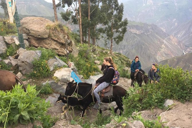 2 Day Trek Including Transfer to Puno / Colca Canyon - Pampa Cañahuas and the high-altitude reserve