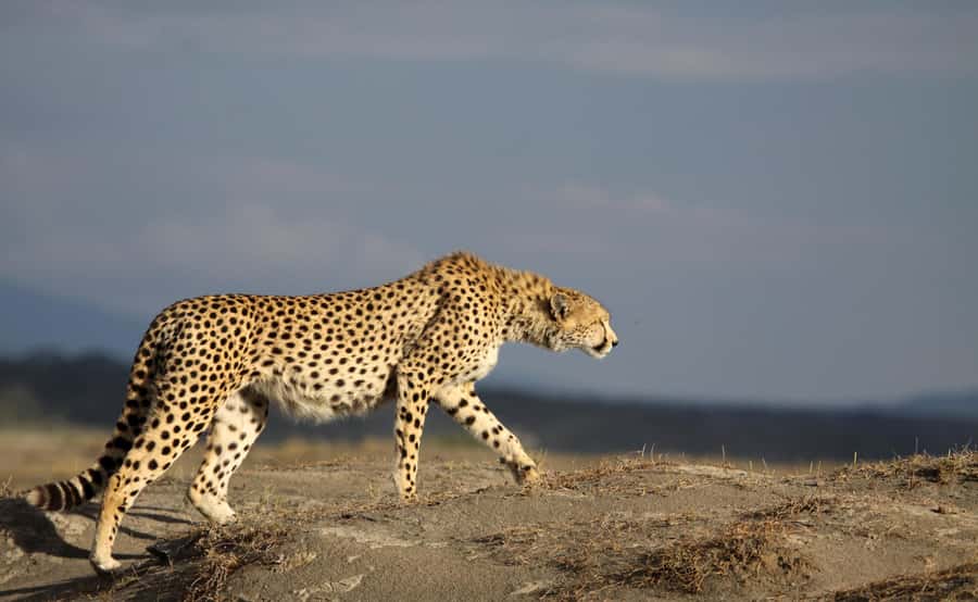 2 Days 1 Night Tarangire & Ngorongoro Crater - What Tarangire gives you that Ngorongoro does not