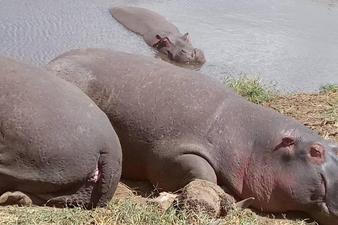 2 Days Camping Safari, Lake Manyara & Ngorongoro Crater - Guides, service, and the booking check I would make