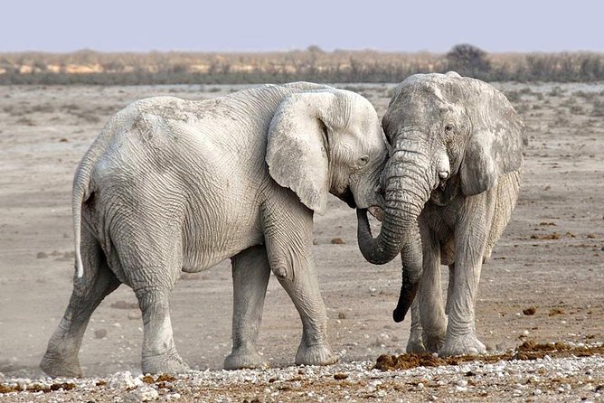 2 Days Group Joining Camping Safari Tarangire Park and Ngorongoro Crater - Leaving Arusha at 8:30 am for Tarangire