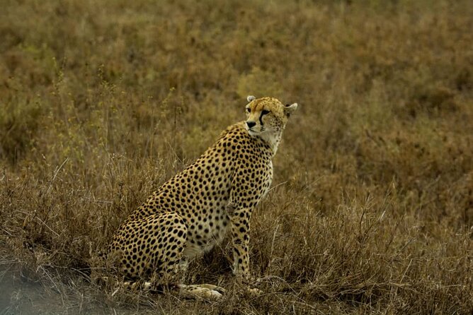 2 Days Group Joining Camping Safari Tarangire Park and Ngorongoro Crater - What the $500 price really covers