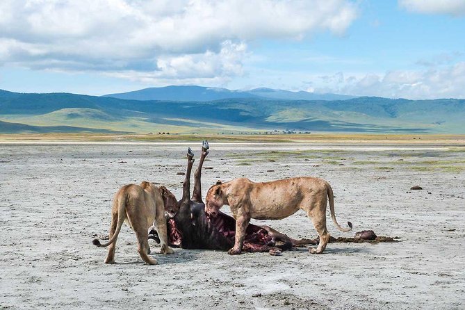 2 Days Joined Group Tarangire and Ngorongoro Crater National Park - Who will get the most from this safari