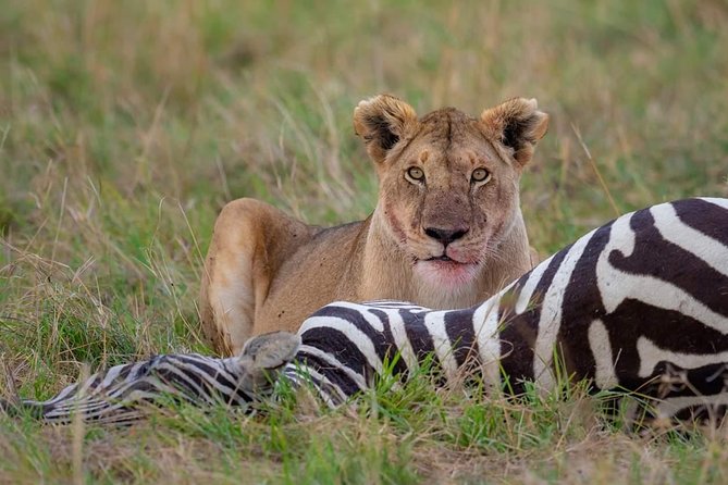 2 Days Joined Group Tarangire and Ngorongoro Crater National Park - Should you book the two-day Tarangire and Ngorongoro safari?