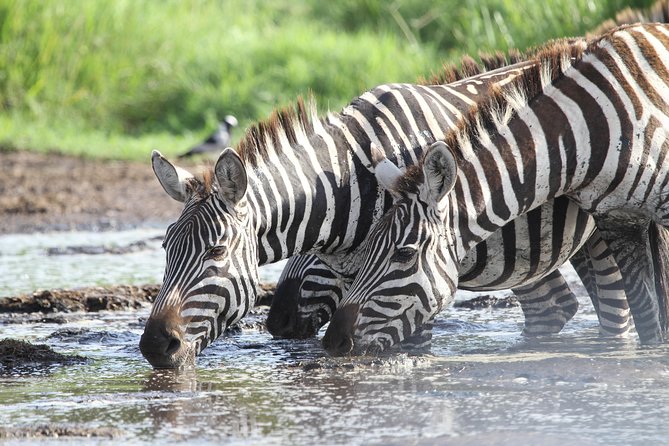 2 Days Wildlife game drives Through Tarangire and Ngorongoro Crater - Why this two-day safari works