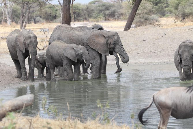 2 Days Wildlife game drives Through Tarangire and Ngorongoro Crater - Camping, meals, and what you need to bring