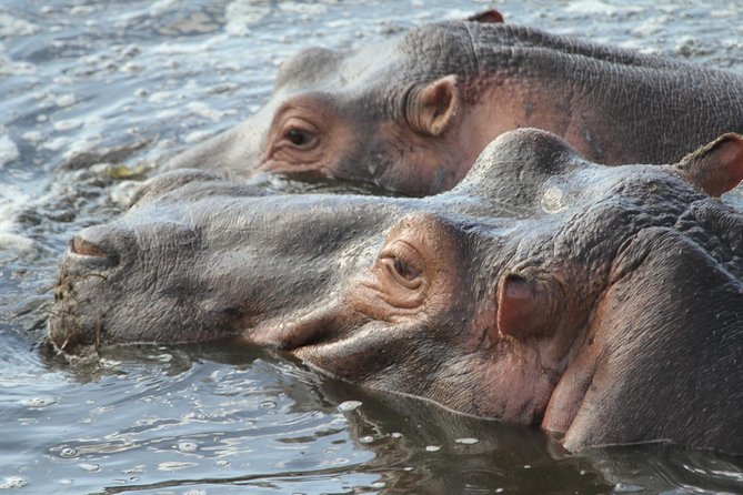 2 Days Wildlife game drives Through Tarangire and Ngorongoro Crater - What $560 per person really covers