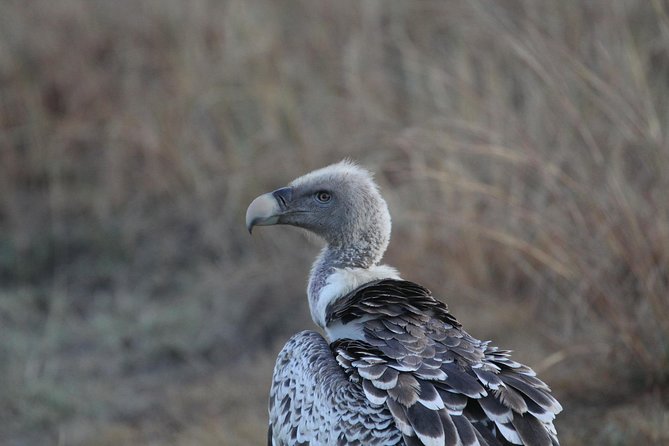 2 Days Wildlife game drives Through Tarangire and Ngorongoro Crater - Who should book this safari