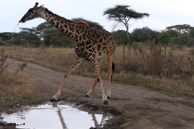 3-Day / 2 Nights Group Safari Serengeti & Ngorongoro Crater - Why this short safari works