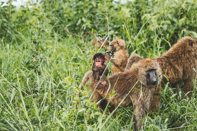 3-Day / 2 Nights Group Safari Serengeti & Ngorongoro Crater - Day 3: Ngorongoro Crater’s concentrated wildlife
