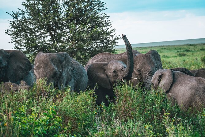 3-Day / 2 Nights Group Safari Serengeti & Ngorongoro Crater - What the small group changes
