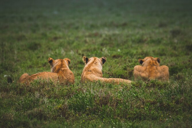 3-Day / 2 Nights Group Safari Serengeti & Ngorongoro Crater - The guide can make or break the three days