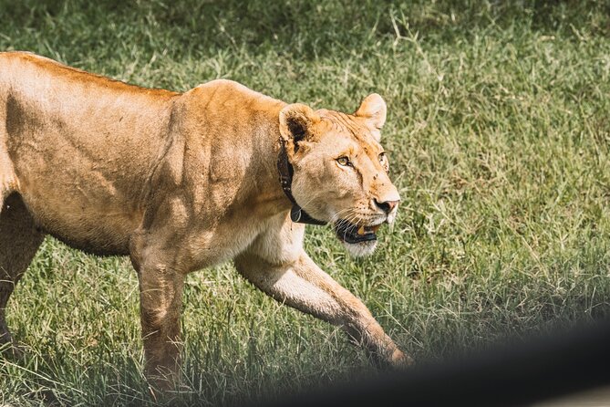 3-Day / 2 Nights Group Safari Serengeti & Ngorongoro Crater - Who should book this safari?