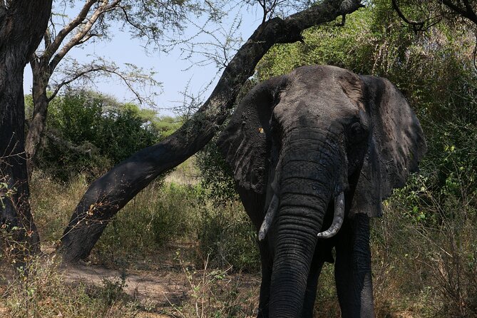 3-Day / 2 Nights Group Safari Serengeti & Ngorongoro Crater - Day 1: The long road from Arusha to Serengeti