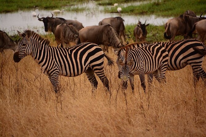 3-Day Camping Safari Tarangire, Lake Manyara & Ngorongoro crater - The driver and chef make a real difference