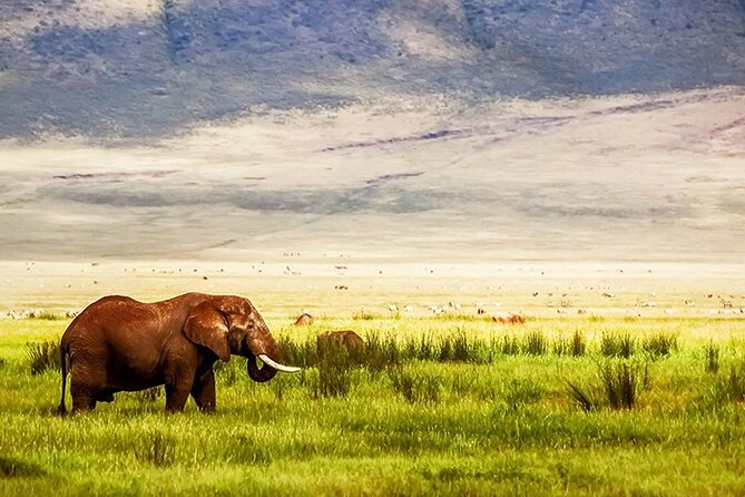 3-Day Camping Safari Tarangire, Lake Manyara & Ngorongoro crater - Who should book this safari?