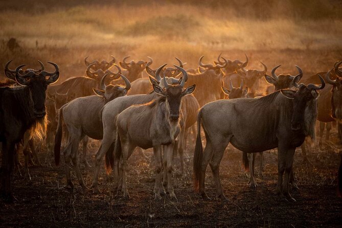 3-Day Camping Safari Tarangire, Lake Manyara & Ngorongoro crater - Day two: five hours inside Ngorongoro Crater