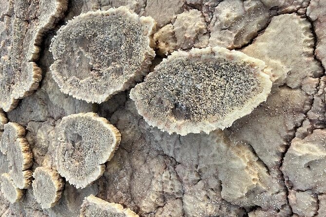 3 Day Danakil Depression Ertale and Dallol Tours - Physical demands and what to pack