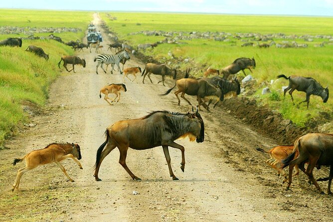3-Day Ngorongoro Crater Manyara and Tarangire Safari from Arusha - Day 3: Lake Manyara before the return to Arusha