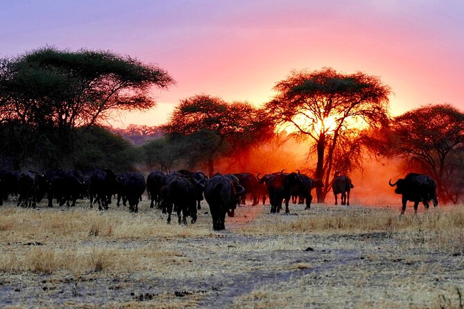 3-Day Ngorongoro Crater Manyara and Tarangire Safari from Arusha - What the $700 price includes