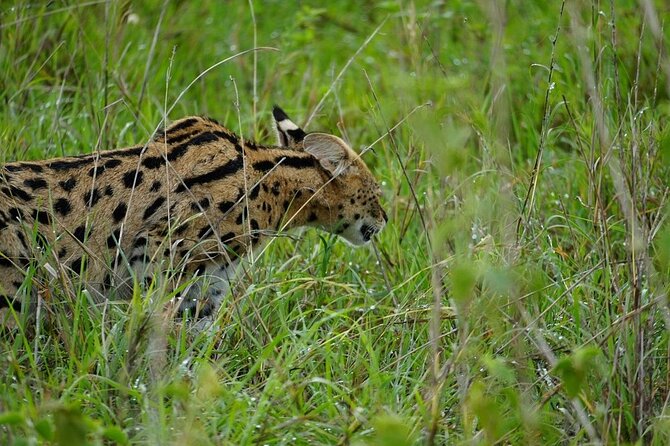 3 Day Safari to Serengeti National Park and Ngorongoro Crater - Ngorongoro Crater with a picnic lunch