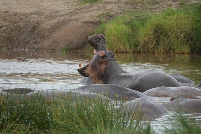 3 Day Safari to Serengeti National Park and Ngorongoro Crater - The guide and group setup