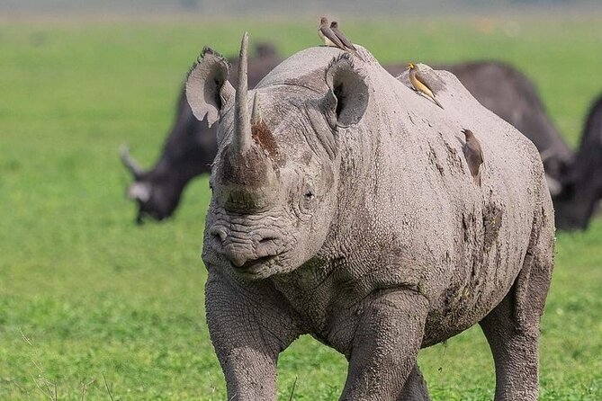 3 Day Safari to Serengeti National Park and Ngorongoro Crater - What a Seronera campsite night means