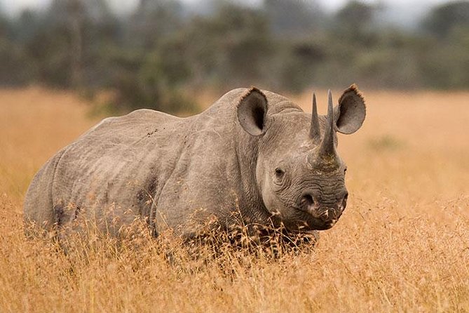 3-Day Tarangire, Ngorongoro Crater, Manyara Park - Ngorongoro Crater brings the biggest wildlife concentration
