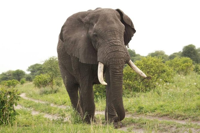 3-Day Tarangire, Ngorongoro Crater, Manyara Park - Tarangire’s river, elephants, and baobabs