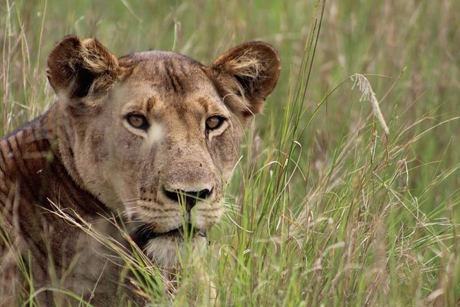 3-Day Tarangire NP, Manyara NP & Ngorongoro Crater - Three parks in three days from Arusha