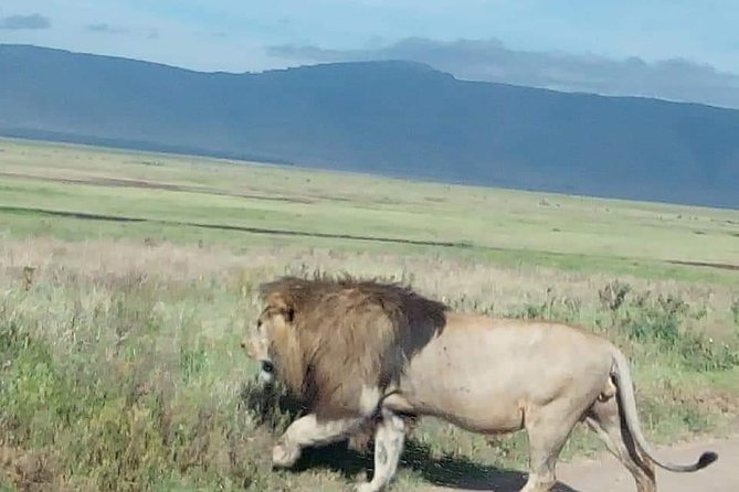 3-Day Tarangire NP, Manyara NP & Ngorongoro Crater - Day two: Ngorongoro Crater and the best wildlife odds