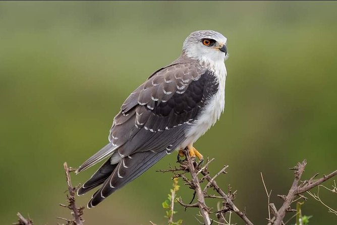 3-Day Tarangire NP, Manyara NP & Ngorongoro Crater - A small group and a guide who helps shape the day