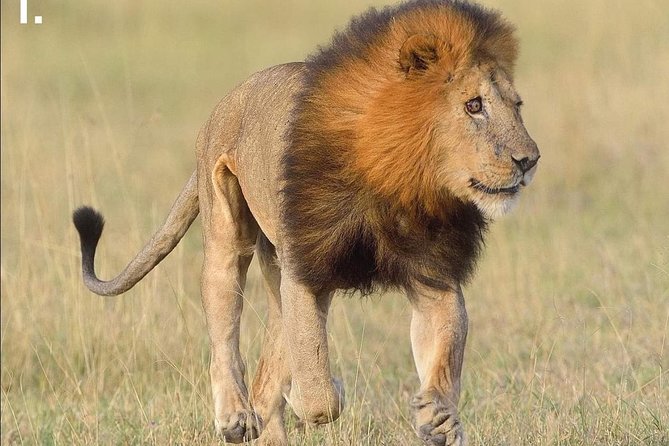 3-Day Tarangire NP, Manyara NP & Ngorongoro Crater - Food, camping, and what the price covers