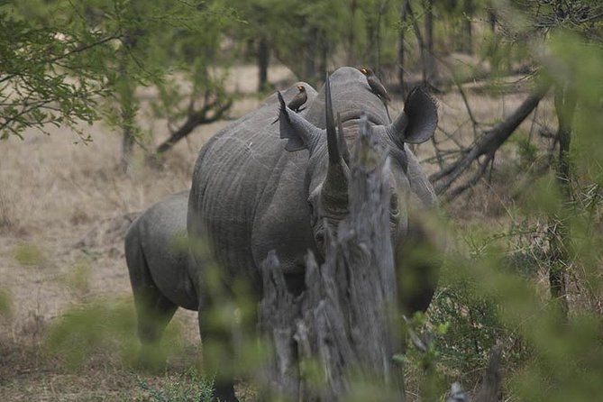 3-Day Taste of Tanzania Safari (Tarangire National park and Ngorongoro Crater) - What the guide adds to the experience